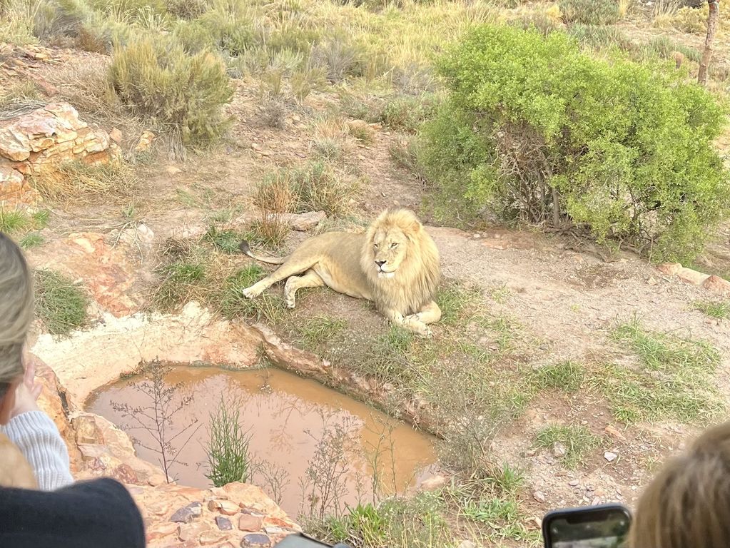 Kruger NP leeuw Zuid Afrika groepsrondreis 2